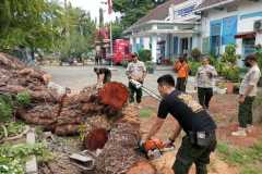 Pohon setinggi 15 meter tumbang hancurkan pagar sekolah di Padang